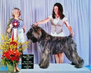 Banff - Best Puppy in Show