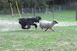 Banf  Bouvier des Flandres en&nbsp;herding