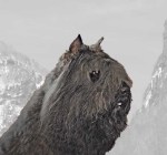 Banff-Bouvier-des-Flandres-Galheights-stud