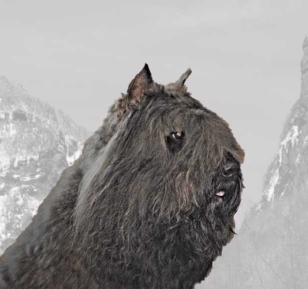 Banff, mâle bouvier des Flandres reproducteur de l'élevage Galheights.