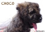 Chiot bouvier des Flandres Choco
