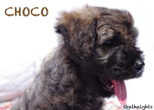 Chiot bouvier des Flandres Choco