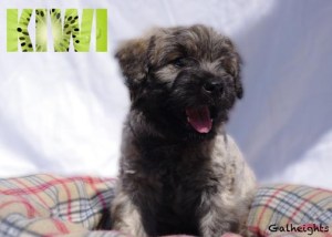 Chiot bouvier des Flandres Kiwi