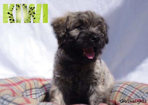 Chiot bouvier des Flandres Kiwi