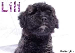 Chiot bouvier des Flandres Lili