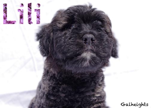 Chiot bouvier des Flandres Lili