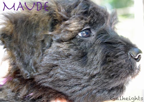 Chiot bouvier des Flandres Maude