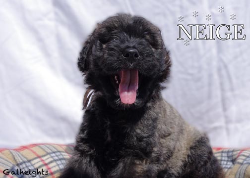 Chiot bouvier des Flandres Neige