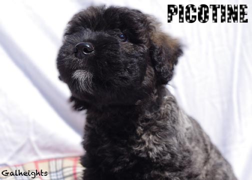 Chiot bouvier des Flandres Picotine
