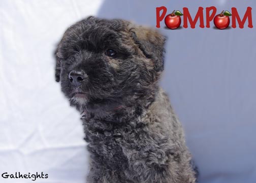 Chiot bouvier des Flandres Pompom