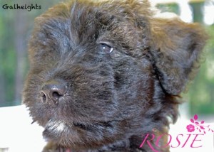 Chiot bouvier des Flandres Rosie