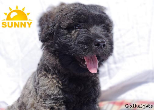 Chiot bouvier des Flandres Sunny