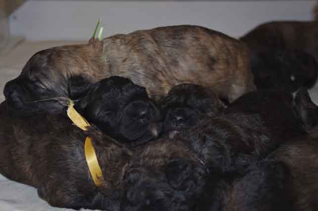 Chiots Bouviers des flandres de l'élevage Galheights.