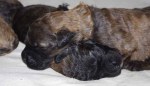 Chiots-Galheights-elevage-bouvier-des-Flandres