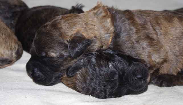 Deux chiots de l'élevage de bouvier de Flandres Galheights, issus de la portée de mai 2012.