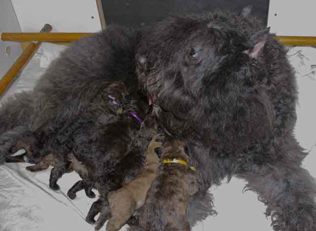 Mauna, bouvier des Flandres de l'élevage Galheights, avec ses chiots.