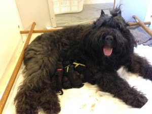 Mauna avec ses chiots