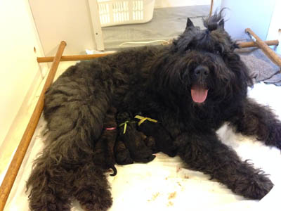 Mauna avec ses chiots