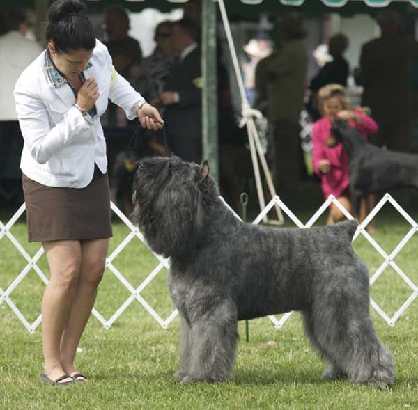Banff bouvier des Flandres de l'élevage Galheights