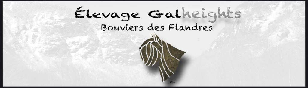 Galheights - élevage de bouvier des flandres en milieu familial