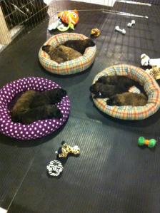 Chiots bouvier des flandres de l'élevage Galheights