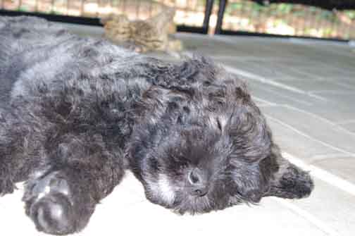 Chiot bouvier des Flasndres