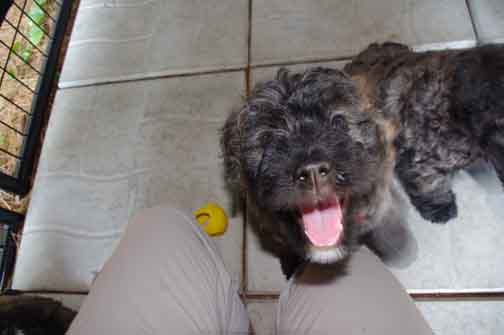 Chiot bouvier des Flandres