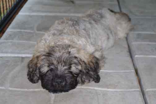 Chiot bouvier des Flandres