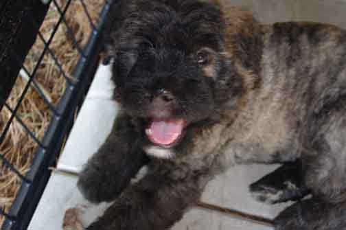 Chiot bouvier des Flandres