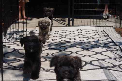 Chiots bouvier des Flandres