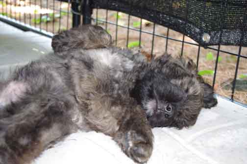 Chiot bouvier des Flandres