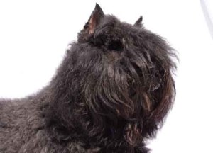 Mauna Kea, femelle bouvier des Flandres.