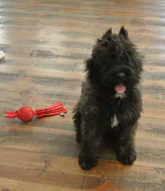 Abby, chiot bouvier des Flandres de l'élevage Galheights