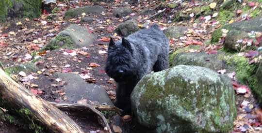 Adèle, chiot bouvier des Flandres de l'élevage Galheights