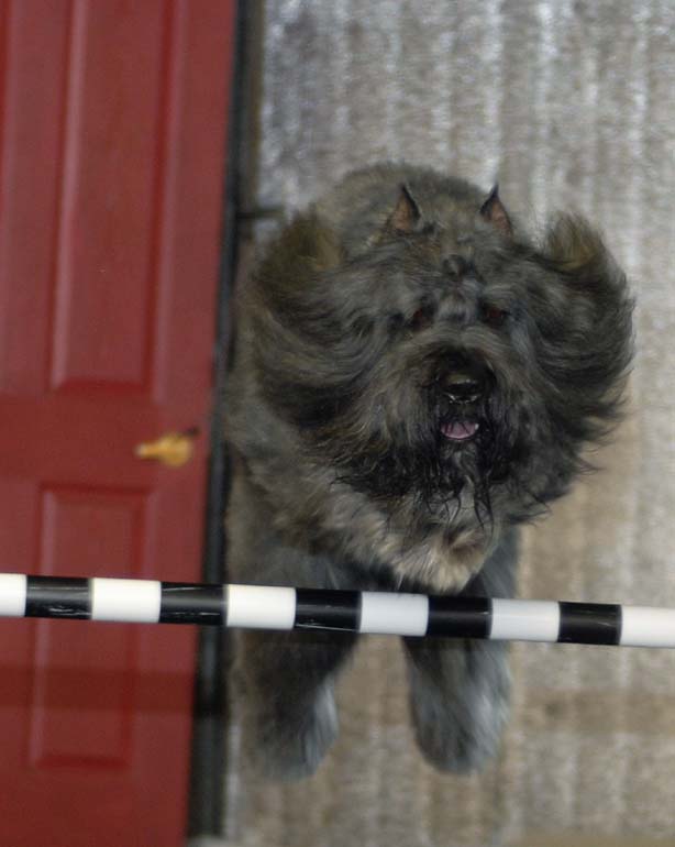 Banff, de l'élevage de bouvier des Flandres Galheights, en plein saut d'agilité.