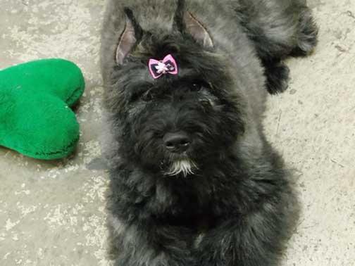 Bel, chiot bouvier des Flandres de l'élevage Galheights