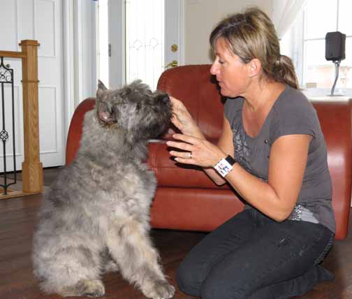 Jay, chiot bouvier des Flandres de l'élevage Galheights