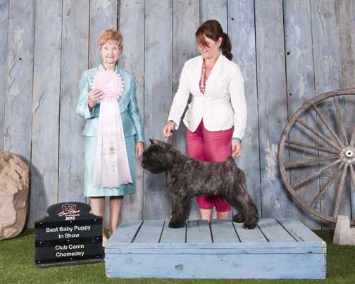 Kili, chiot bouvier des Flandres de l'élevage Galheights