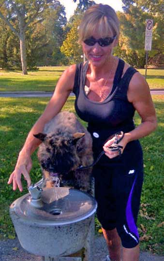 Zeke, chiot bouvier des Flandres de l'élevage Galheights