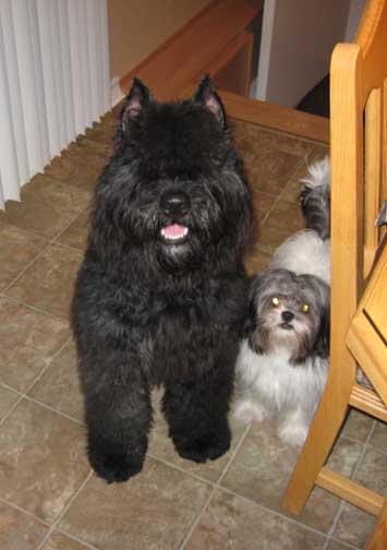 Adèle, bouvier des Flandres