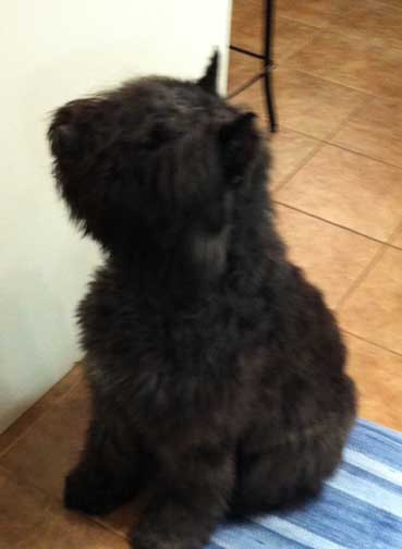 Bloem, bouvier des Flandres