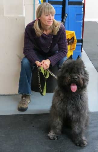 Dago, bouvier des Flandres