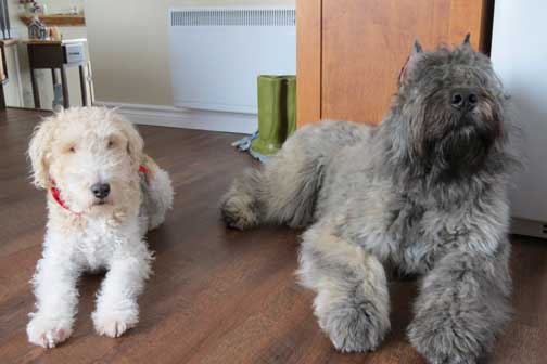 Jay, bouvier des Flandres