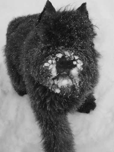 Lili, bouvier des Flandres