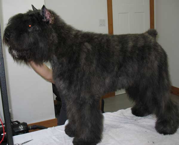 Kili fraichement toilettée