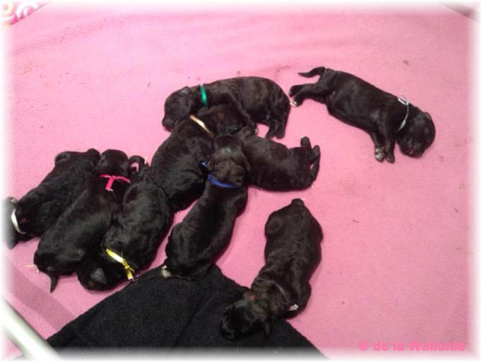 Portée 2013 - BBs dodo 1er mai