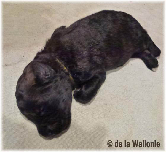 Portée 2013 - Eden 2 mai