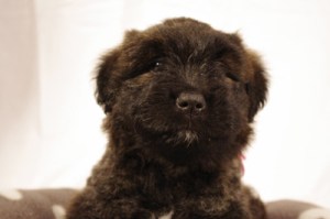 Barbie, chiot bouvier des Flandres