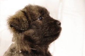 Elsa, chiot bouvier des Flandres