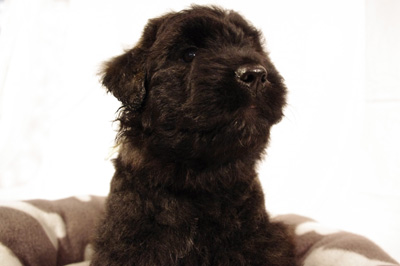 Minion, chiot bouvier des Flandres